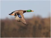 Tony Howes - Mallard Drake